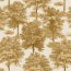 Chestnut tree Curry Muestra